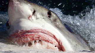 Great White Sharks Appear Perfectly Healthy Despite Lead, Arsenic, and Mercury Coursing Through Their Veins